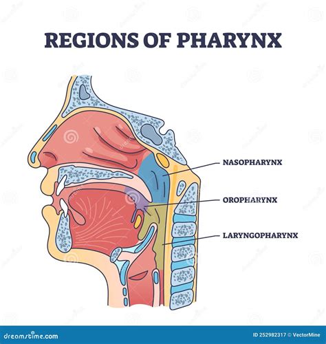 Larynx Pharynx Anatomy Larynx Diagram | Anatomy System Human Body