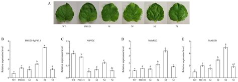 Insights into the PYR/PYL/RCAR Gene Family in Pomegranates (Punica granatum L.): A Genome-Wide ... - family of pomegranate
