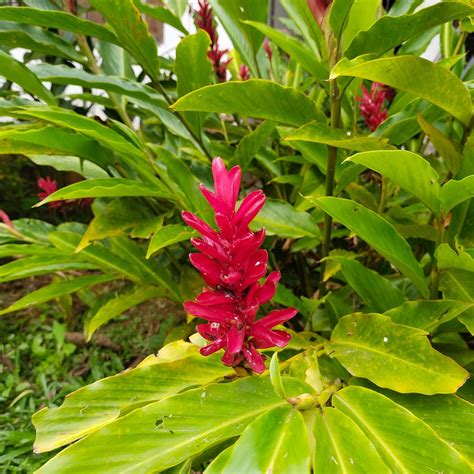 TEA ROUTE HOLIDAY HOMES (Meppadi) - Guesthouse Reviews & Photos ...