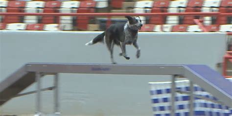 Non-profit RuFF Agility builds confidence for area dogs