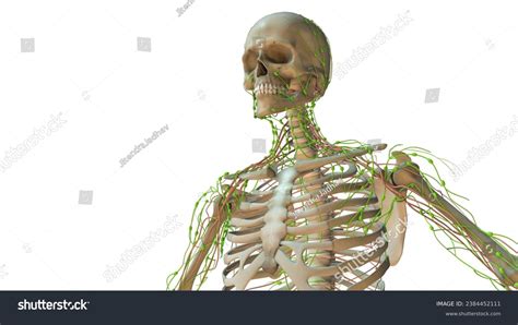 Lymphatic System Animation 的图像结果