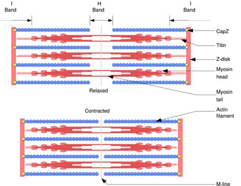 Image result for Muscle Fiber Contraction Experiment