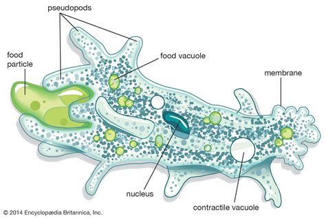 Where Is Found Amoeba