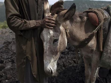 Pakistan: 1000 kg of unhygienic donkey meat seized in Islamabad
