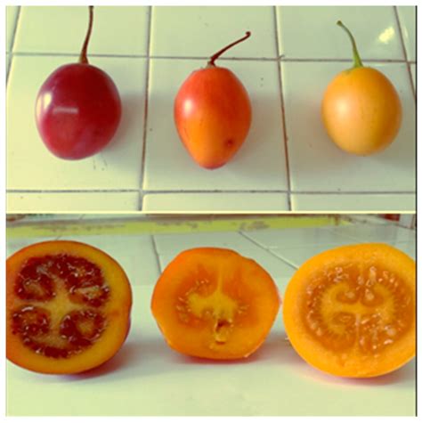 Chemical Studies of Yellow Tamarillo (Solanum betaceum Cav.) Fruit ...
