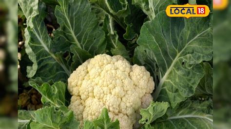 Cauliflower for Weight Lose | হুড়মুড়িয়ে ওজন কমায় ফুলকপি? এও সম্ভব ...