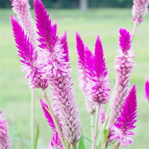 Amazon.com : Flamingo Feather Seeds Wheat Celosia, Celosia Spicata ...