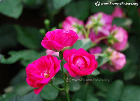 Fuchsia and Magenta color flowers