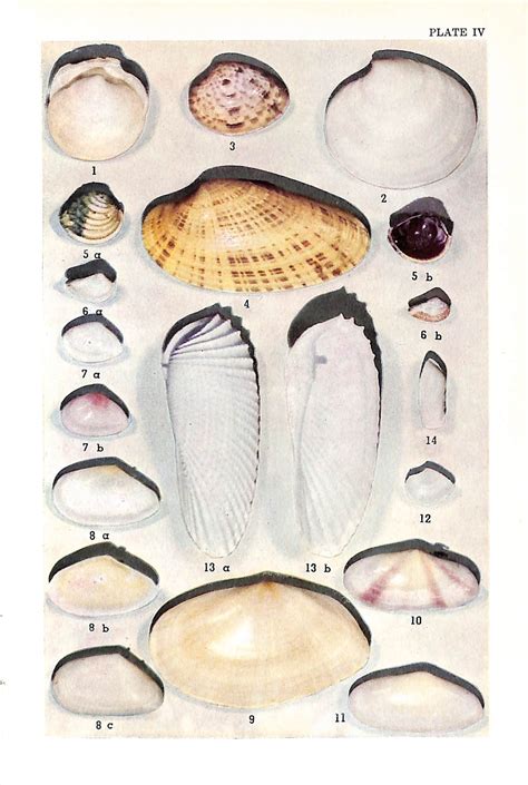 Image result for Marine Shells