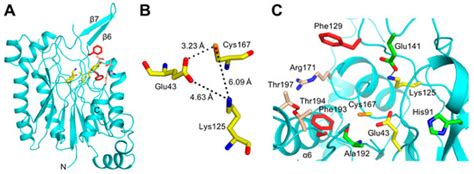 Crystal Structure of Nitrilase-Like Protein Nit2 from Kluyveromyces lactis