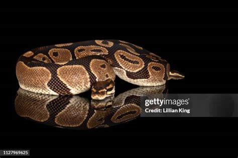 Image result for King Python