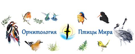 Орнитология. Птицы мира | Орнитология – раздел зоологии позвоночных ...