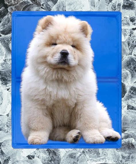 WAGGYTAILS Cooling Pad for Dog (New Edition XL 96 CM Length & 80 CM ...