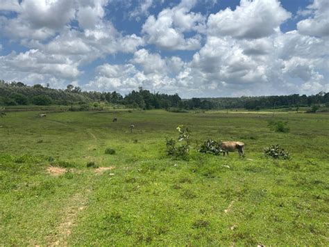 7.5 Acre Agricultural/Farm Land for Sale in Hebbalu, Hassan - by Green ...