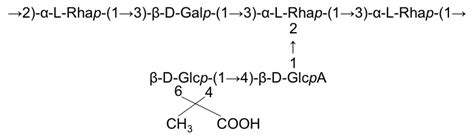 K antigen structure