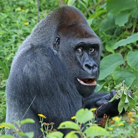 Biggest Silverback Gorilla