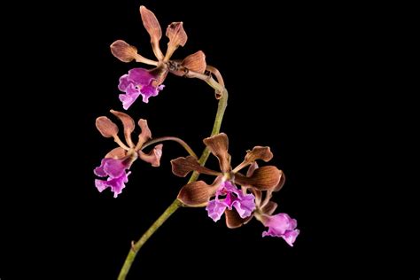 Encyclia hanburyi - Hanbury's Encyclia | Smithsonian Gardens