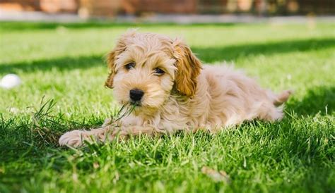 Image result for Golden Cockapoo Adult