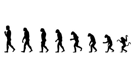 Image result for Evolution Animation