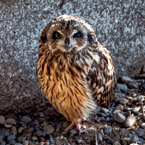 Do Owls Hunt House Cats at Matthew Mendelsohn blog