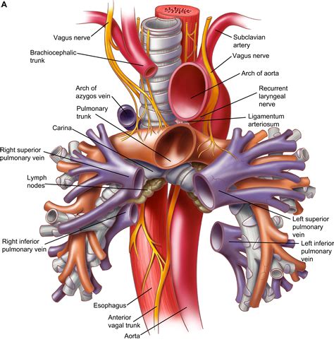 Anatomy of the Trachea, Carina, and Bronchi - Thoracic Surgery Clinics