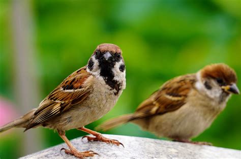 Sparrow