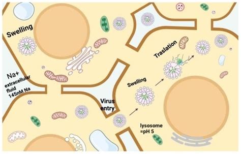 An Observation of a Very High Swelling of Bromovirus Members at ...