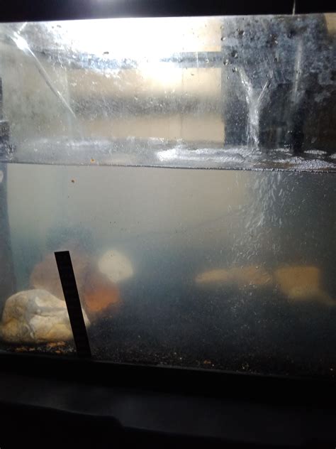 Why is my tank so foggy : r/bettafish