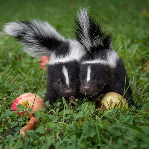 Spiritual meaning of a SKUNK crossing your path - Awakening State