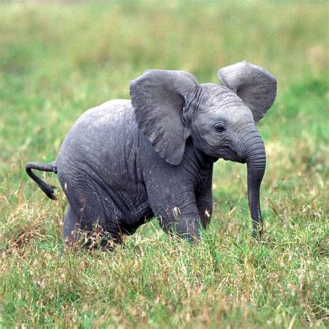 Baby Elephant Average Weight
