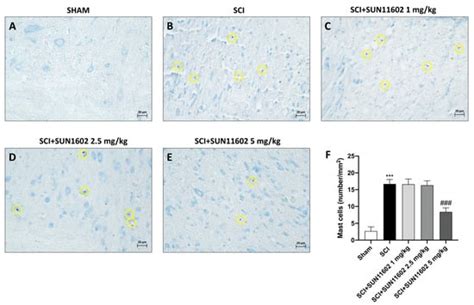 bFGF-like Activity Supported Tissue Regeneration, Modulated ...