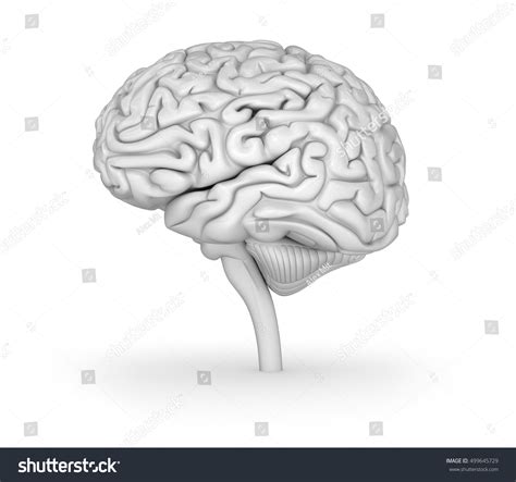 Human Brain 3d Model Medically Accurate Stock Illustration 499645729