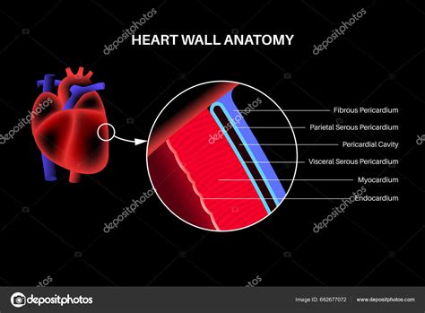 Heart Wall Anatomy Endocardium Myocardium Epicardium Scheme Pericardial ...