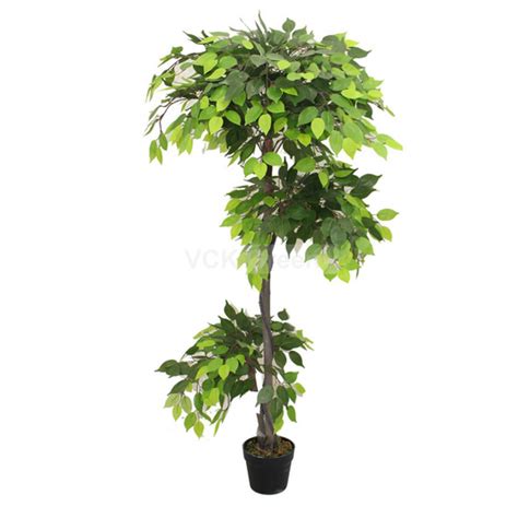 Ficus Trees – VCK Greens