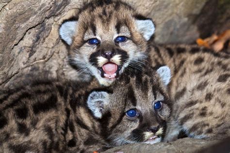 Mountain Lion Babies