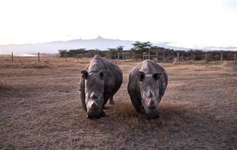 Why Rhinos are Endangered? - Helping Rhinos : Helping Rhinos