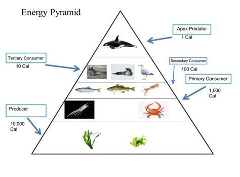 Energy Pyramid Examples 的图像结果
