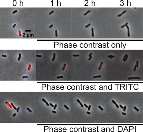 Cell Fluorescence 的图像结果