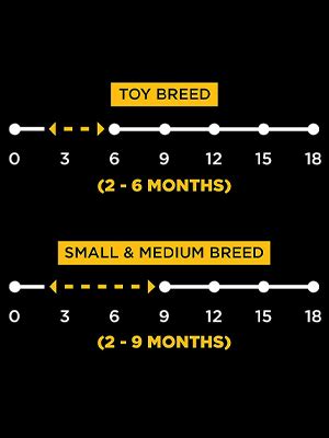 Buy Pedigree PRO Expert Nutrition Small Breed Puppy (2-9 Months) Dry ...
