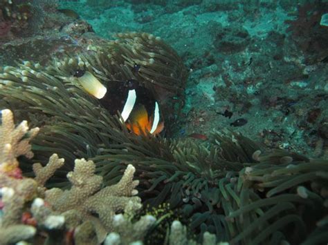 Blue Bubble Bali (Manggis) - 2022 What to Know Before You Go (with ...