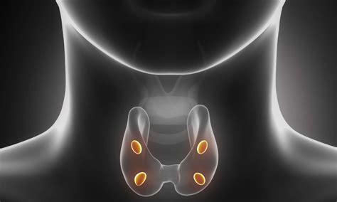 Ajmera Transplant Centre surgeons perform groundbreaking parathyroid ...