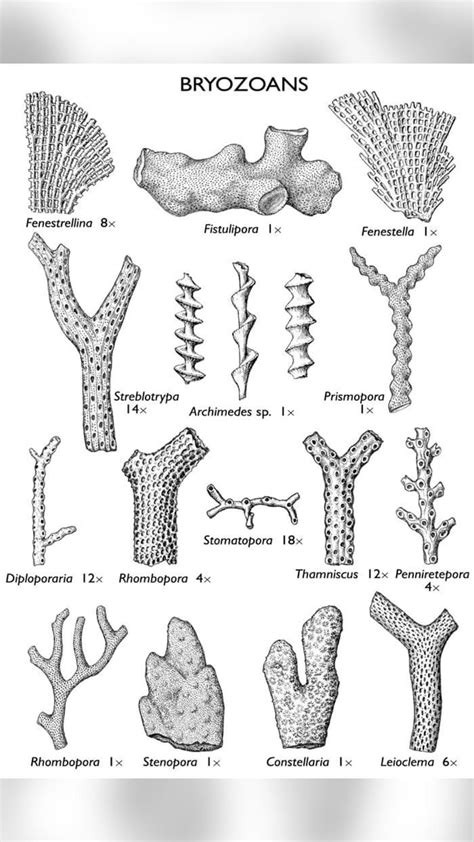 Printable fossil identification guides – Artofit