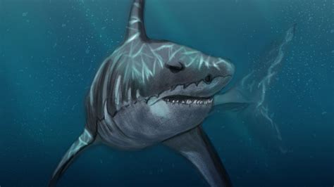 Wallpaper shark, fish, predator, under water, sea, art hd, picture, image