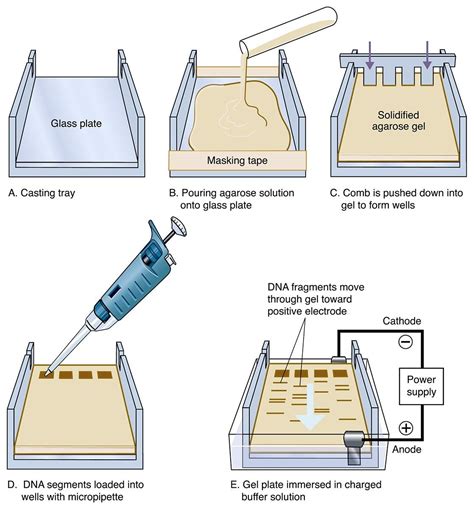 Dsrna Gel Electrophoresis _ Gel Electrophoresis of DNA and RNA - VVWSB