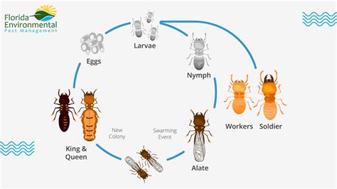 How Does A Termite Look