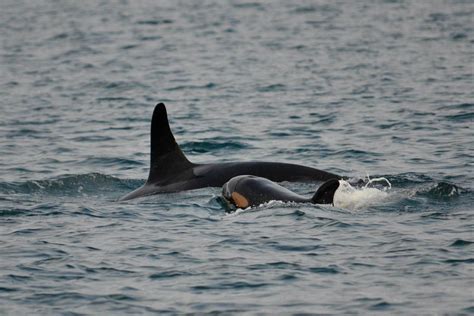 Nature’s Oddest Predator-Prey Relationship: Orcas Hunting Moose | ExplorEarth
