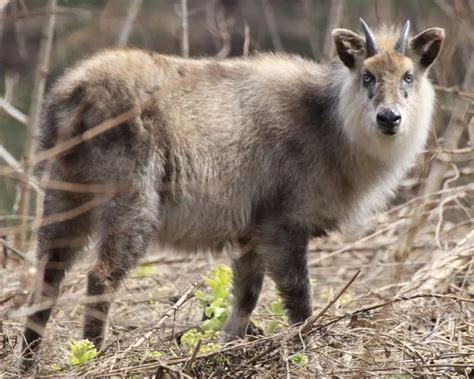 Japan Animals 的图像结果