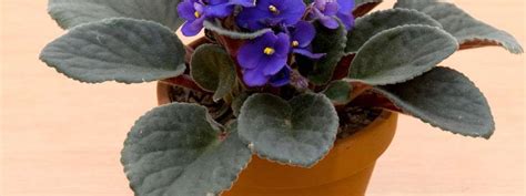 Houseplants 101: Online, Chicago Botanic Garden, Glencoe, 27 January ...