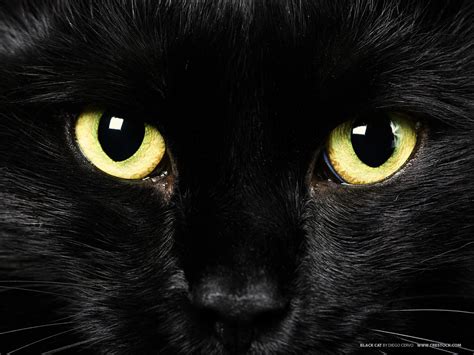 Animals Zoo Park: Black Cat Eyes Wallpapers, Blue Cat Eyes, Yellow Cat ...