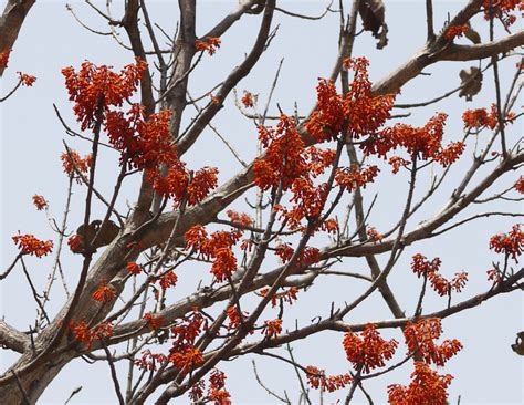 Kavisha / कविशा / Scarlet Sterculia / Firmiana colorata – OOO Farms
